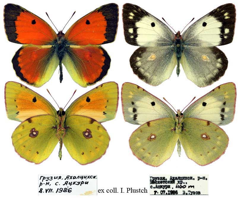 Colias caucasica